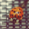 The Ladybug