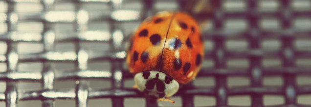 The Ladybug