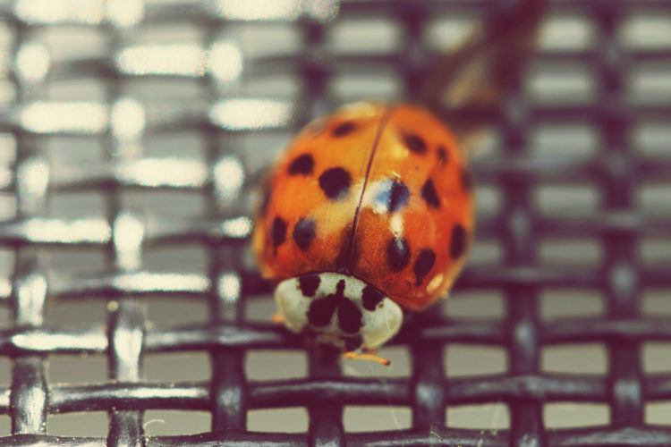 The Ladybug