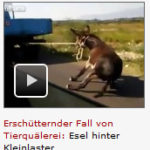 Die neue Grausamkeit